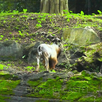 ナイトサファリ：ヒマラヤ丘陵地帯
