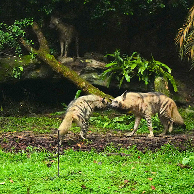 ナイトサファリ：ハイエナ