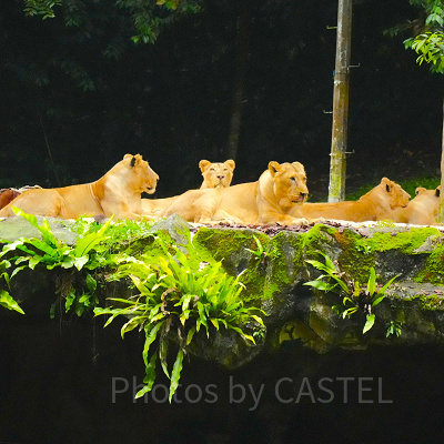 ナイトサファリ：インドライオン