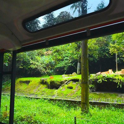 ナイトサファリ：オープンズーの魅力