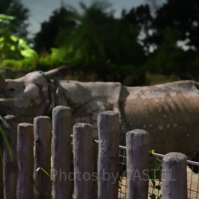 ナイトサファリ：サイの餌やりシーン