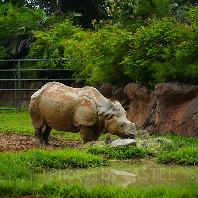 ナイトサファリ：シロサイ