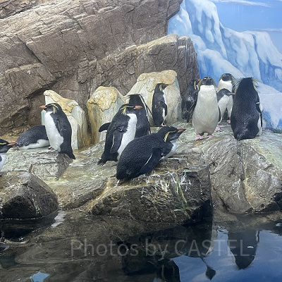 キタイワトビペンギン