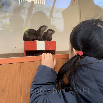 カワウソ・グリーティングタイム