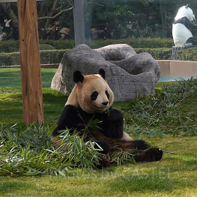 笹を食べるパンダ