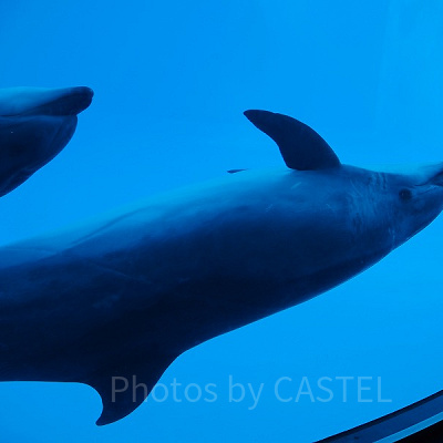 名古屋港水族館の周辺駐車場