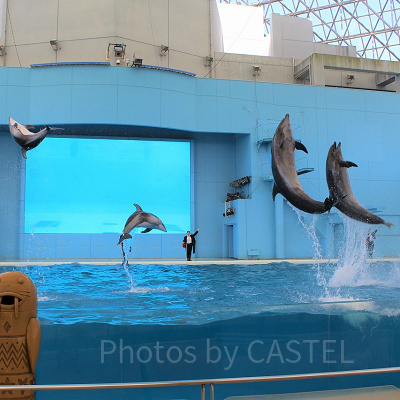 イルカと人の華麗なチームワークに注目！
