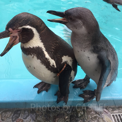 ペンギンフィーデングタイム