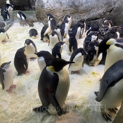 アドベンチャーワールドのペンギン
