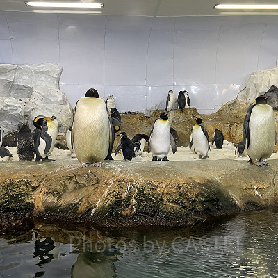 アドベンチャーワールドのペンギン