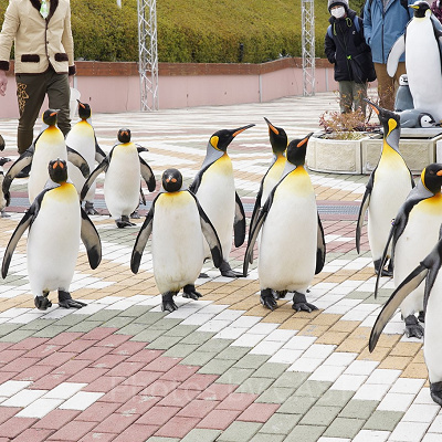 アニマルカーニバルに登場したペンギン