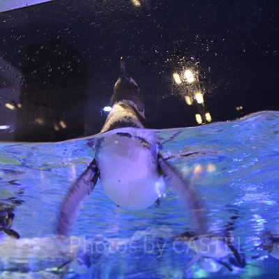 すみだ水族館のペンギン