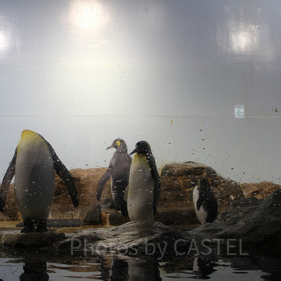 ペンギンたち