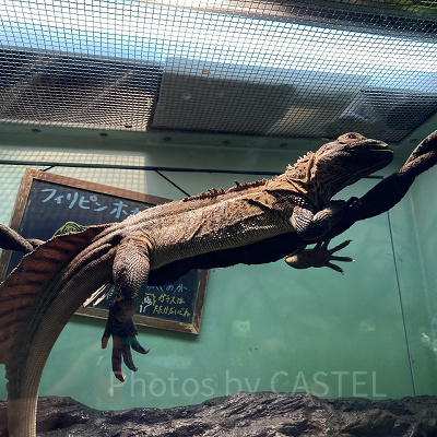 フィリピンホカケトカゲ