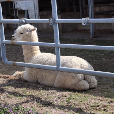 冬の間は休園日が多く設定されるので要注意