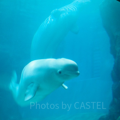 人気のベルーガ