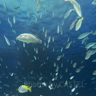 水槽内にいる大迫力の熱帯魚たち