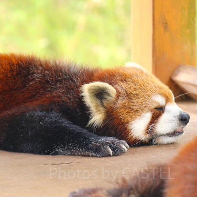 富士サファリパークのレッサーパンダ