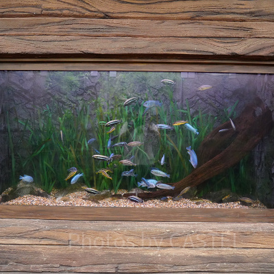 リバーワンダー：水槽