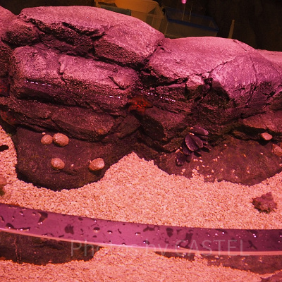 岩がむき出しの「ロックプール」