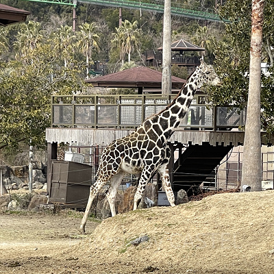 サファリキャラバン