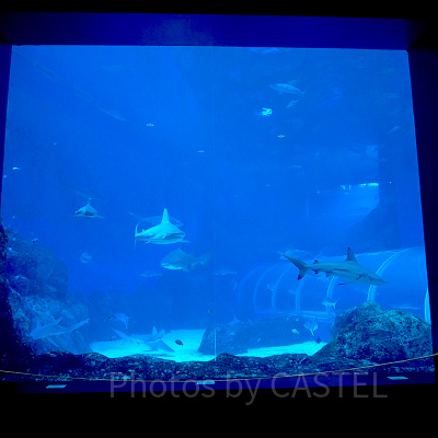 シーアクアリウム：エイペックス・プレデターズ・オブ・ザ・シー