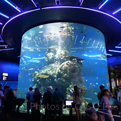 シーアクアリウム:円柱形水槽コーラルガーデン