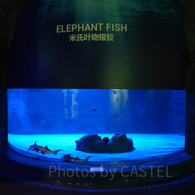 シーアクアリウム:エレファントフィッシュ