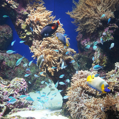シーアクアリウム：多様な海の生き物を飼育