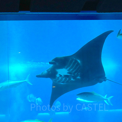 シーアクアリウム：空を飛ぶように泳ぐマンタは大迫力！