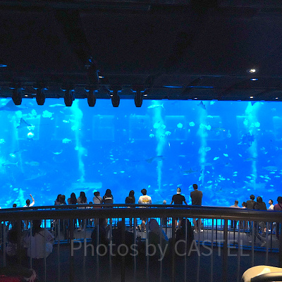 シーアクアリウム:館内最大級の水槽「オープンギャラリー」