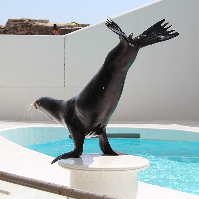 アシカのお父さん、見事なポーズ