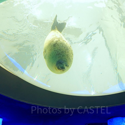 海遊館のアザラシ