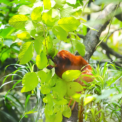 シンガポール動物園：ゴールデンライオンタマリン