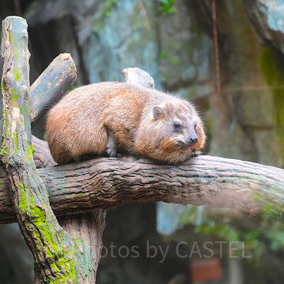 シンガポール動物園：営業時間