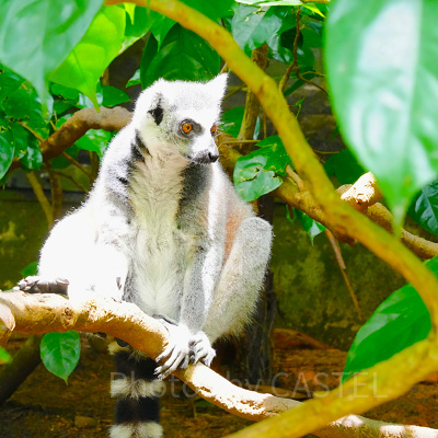 シンガポール動物園：ワオキツネザル