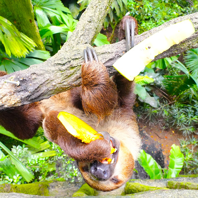 シンガポール動物園：ナマケモノ
