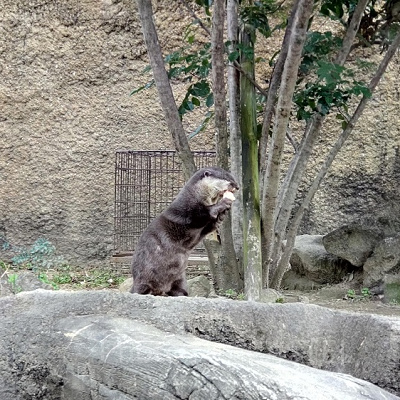 ひらかたパーク内に暮らすコツメカワウソ