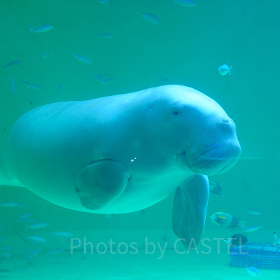 鳥羽水族館のお土産ショップ