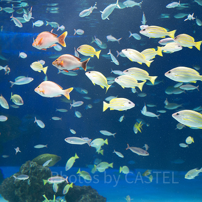 サンシャイン水族館の水槽