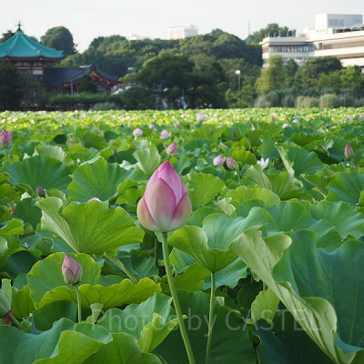  不忍池の周辺はとっても綺麗ですよ！