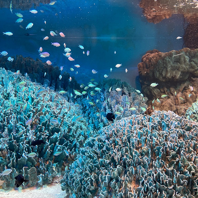 沖縄の海～白保～