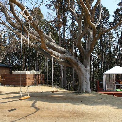 大木に設置されたブランコは映え写真スポットとして人気