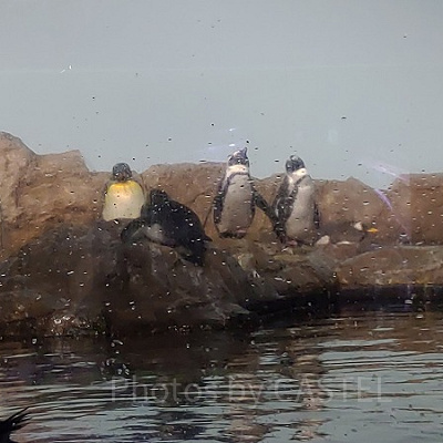 アクアパーク品川内にはペンギンたちもいますよ！