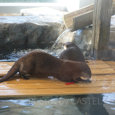 自然の中で遊ぶカワウソたちの姿を間近で観られる展示も