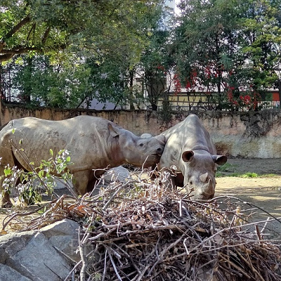 仲良く遊ぶ2頭のサイ