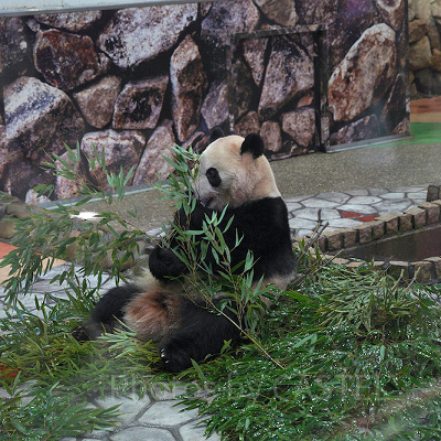 大人気のパンダ