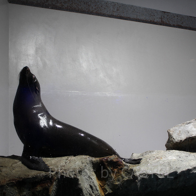 ワイルドストリート