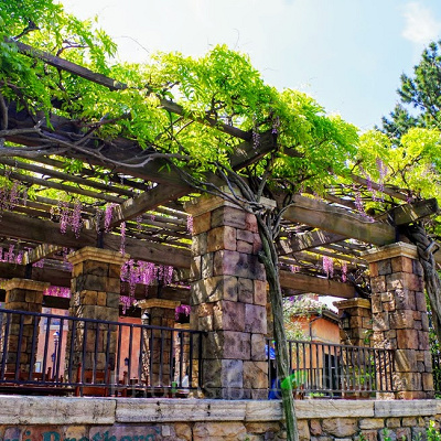 ザンビーニ・ブラザーズ・リストランテにある藤棚