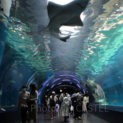 ワンダーチューブ